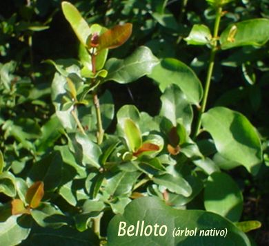 BELLOTO